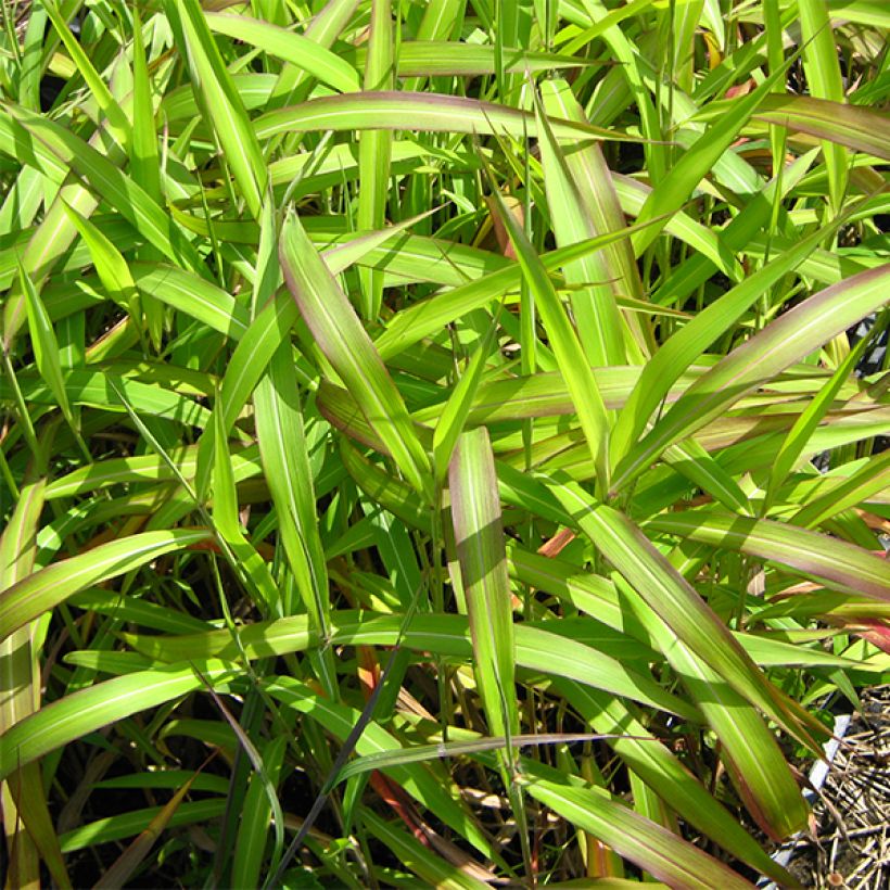 Spodiopogon sibiricus West Lake (Fogliame)
