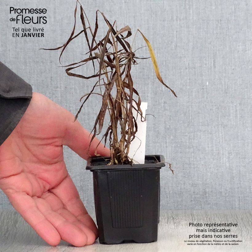 Spodiopogon sibiricus West Lake Vasetto da 8/9 cm esemplare consegnato in inverno