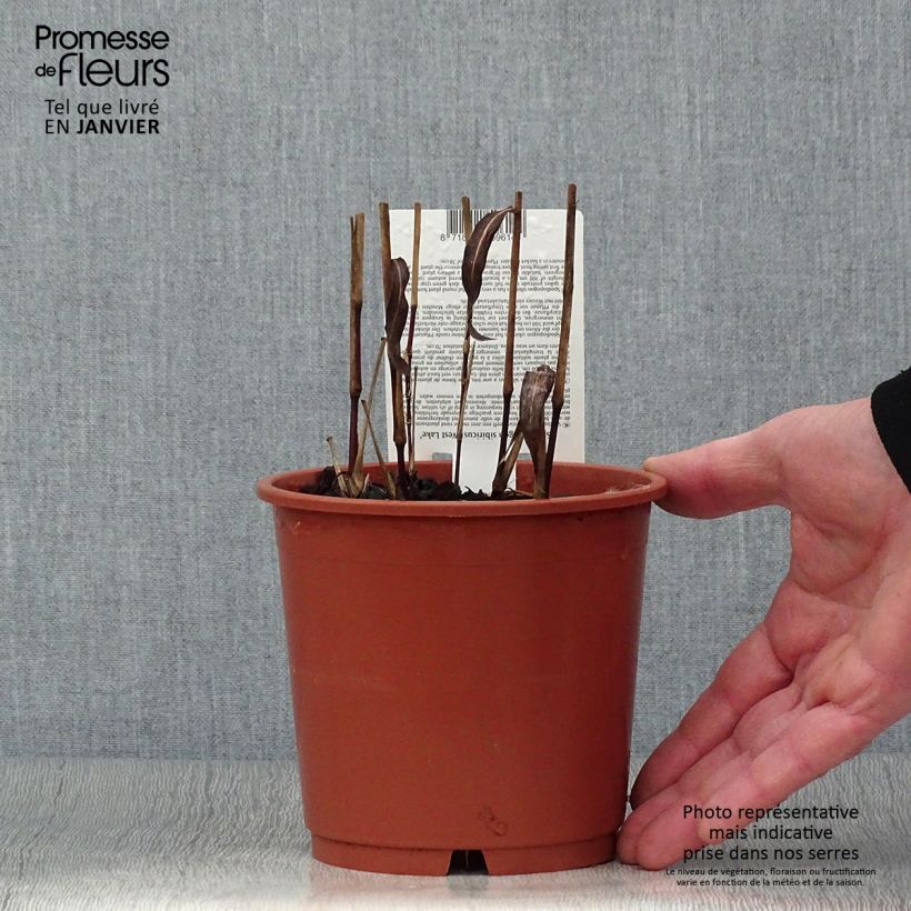 Spodiopogon sibiricus West Lake Vaso da 1L/1,5L esemplare consegnato in inverno