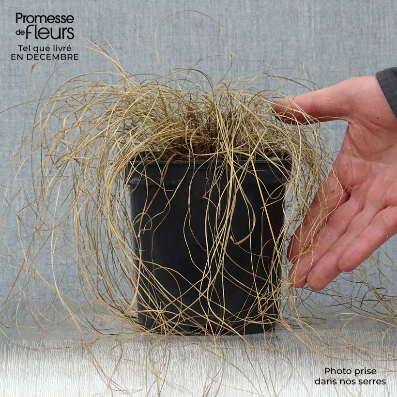 Sporobolus heterolepis Vaso da 2L/3L esemplare consegnato in inverno