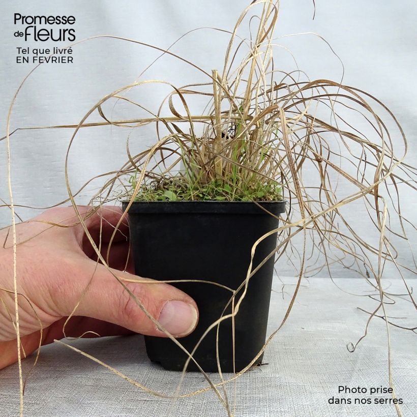 Sporobolus heterolepis Wisconsin Strain Vasetto da 8/9 cm esemplare consegnato in inverno