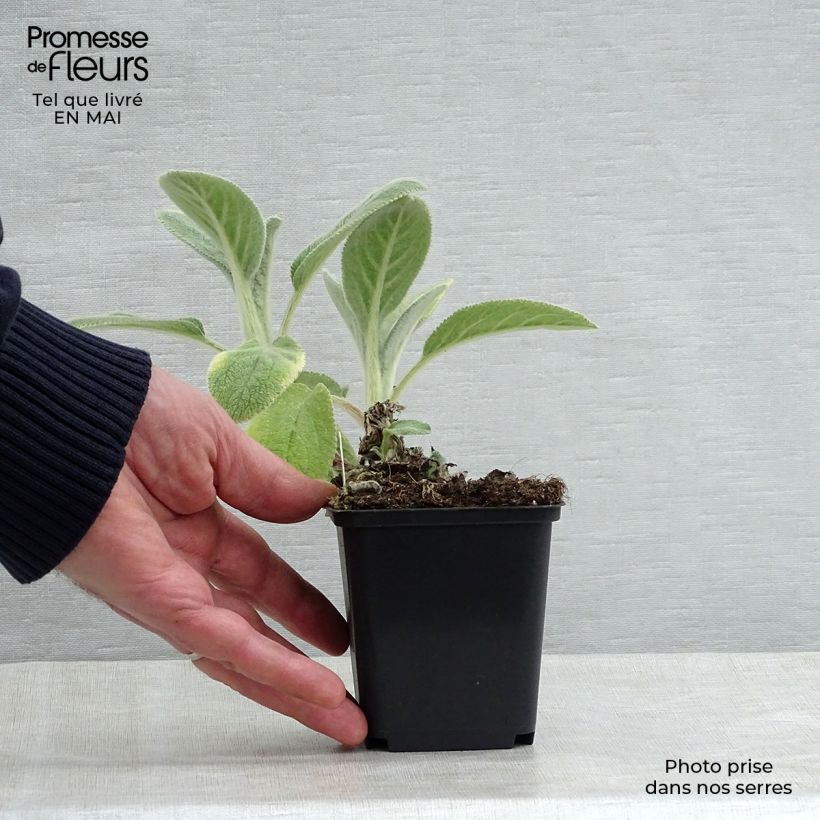 Stachys byzantina Big Ears - Stregona candida Vasetto da 8/9 cm esemplare consegnato in primavera