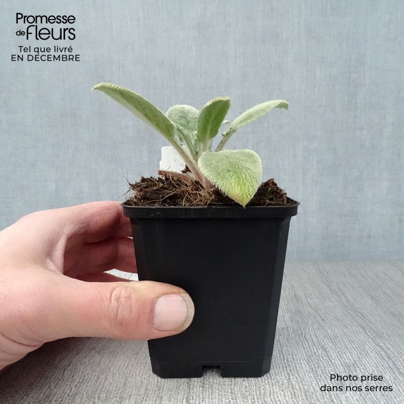 Stachys byzantina Big Ears - Stregona candida Vasetto da 8/9 cm esemplare consegnato in inverno