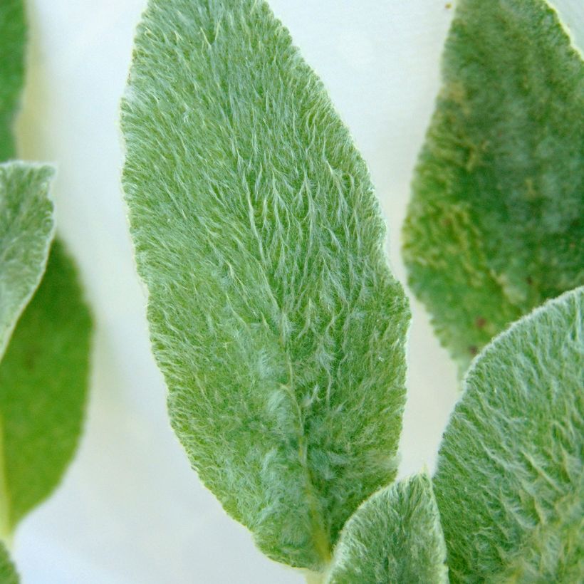 Stachys byzantina - Stregona candida (Fogliame)