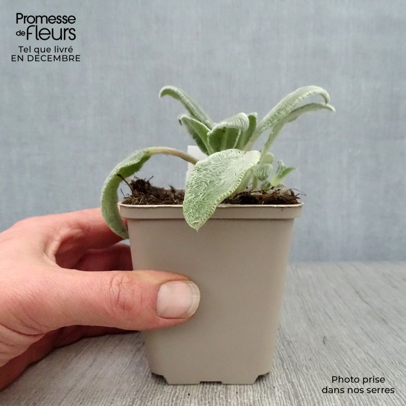 Stachys byzantina - Stregona candida Vasetto da 8/9 cm esemplare consegnato in inverno