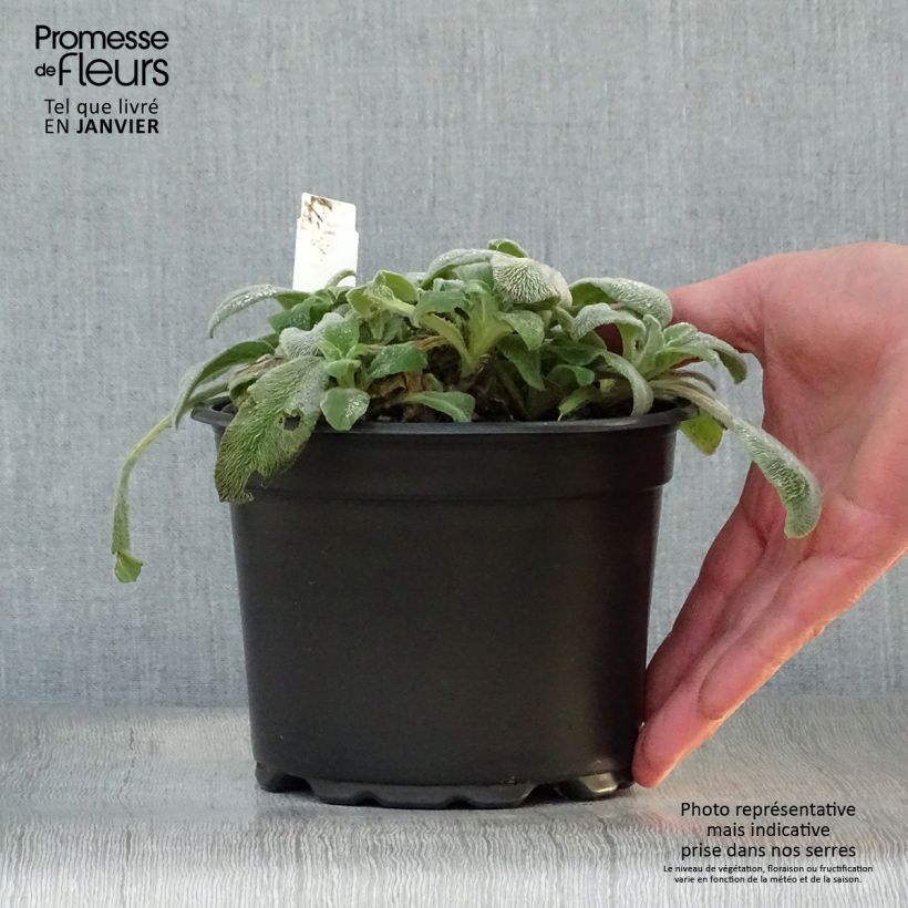 Stachys byzantina - Stregona candida Vaso da 2L/3L esemplare consegnato in inverno