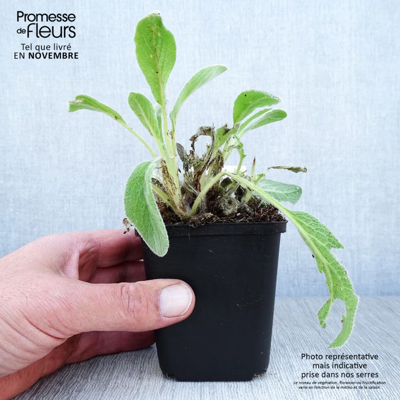 Esemplare di Stachys byzantina - Stregona candida Vasetto da 8/9 cm come consegnato in autunno