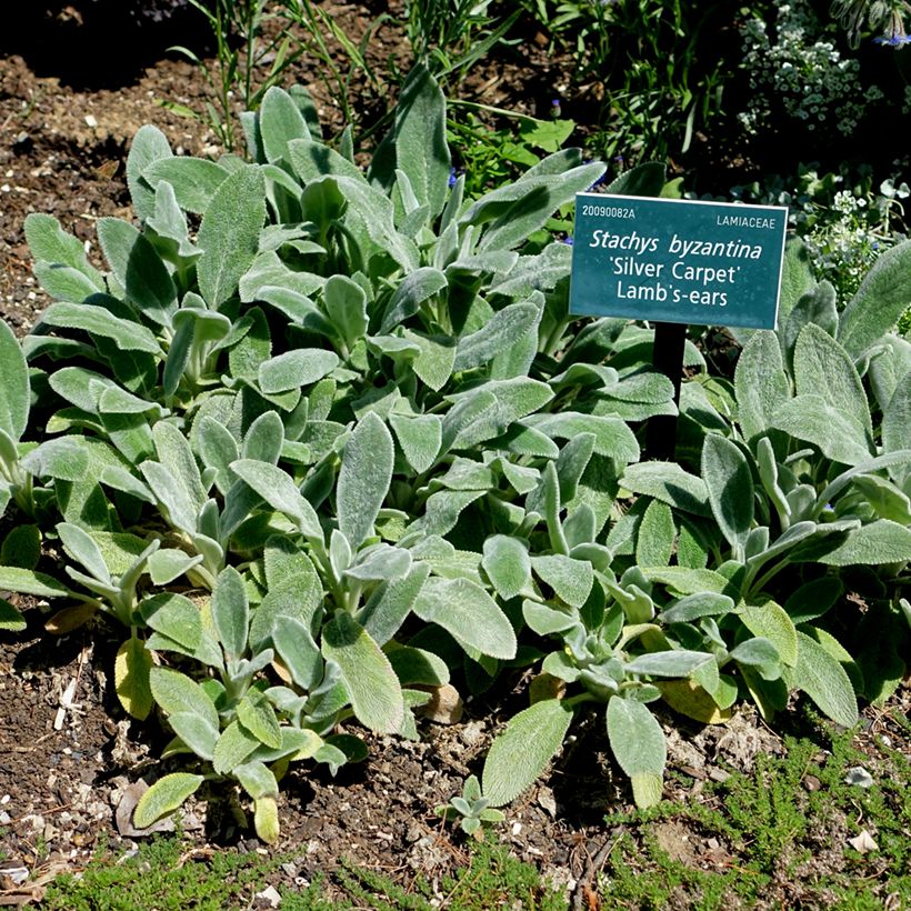 Stachys byzantina Silver Carpet - Stregona candida (Porto)