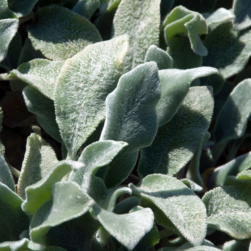 Stachys byzantina Silver Carpet - Stregona candida (Fogliame)