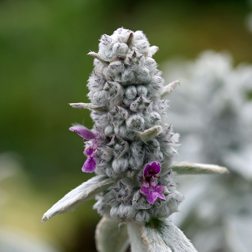 Stachys byzantina Silver Carpet - Stregona candida (Fioritura)