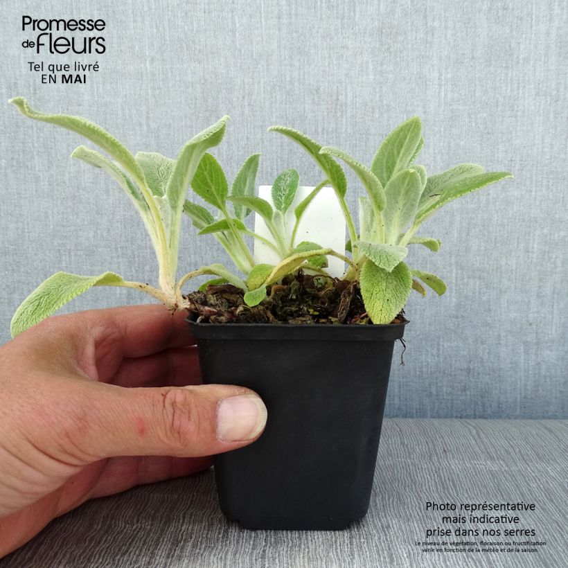 Stachys byzantina Silver Carpet - Stregona candida Vasetto da 8/9 cm esemplare consegnato in primavera