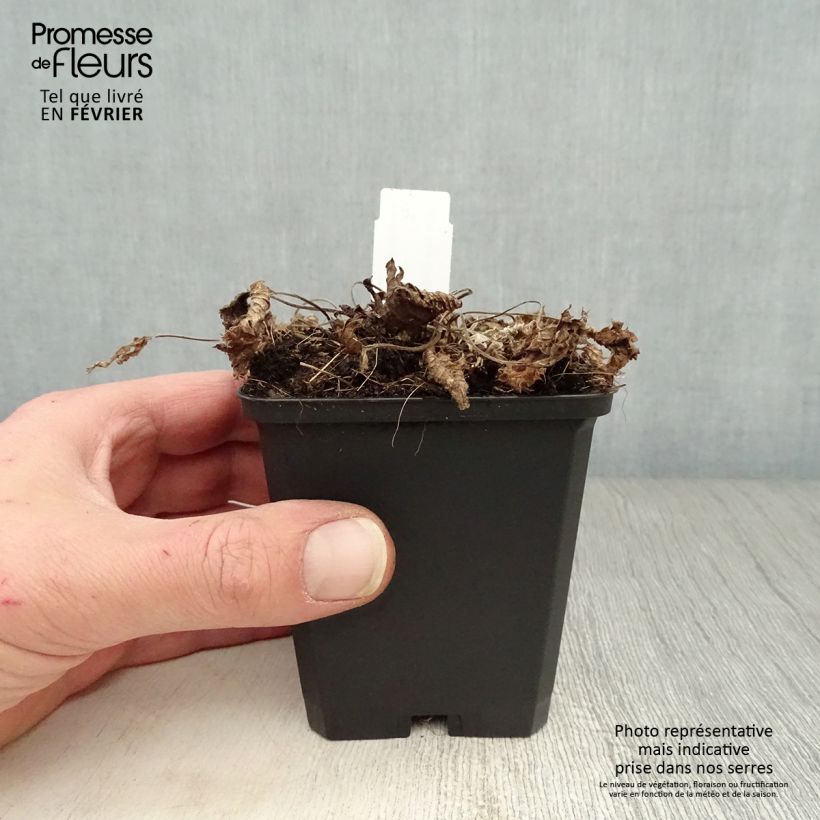 Stachys grandiflora Superba Vasetto da 8/9 cm esemplare consegnato in inverno