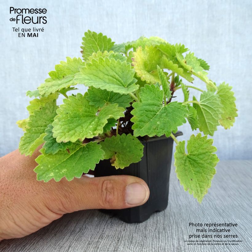 Stachys grandiflora Superba Vasetto da 8/9 cm esemplare consegnato in primavera