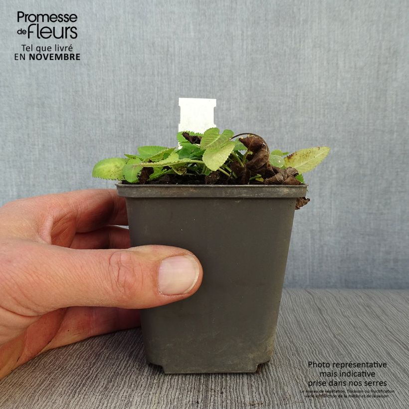Esemplare di Stachys monieri Hummelo Vasetto da 8/9 cm come consegnato in autunno