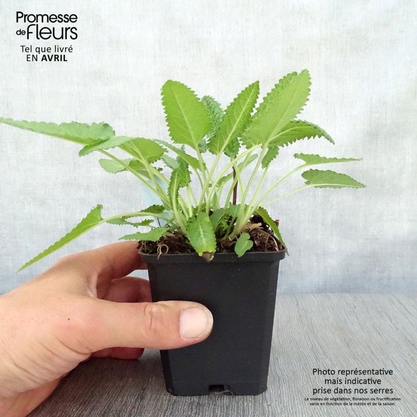 Stachys monieri Hummelo Vasetto da 8/9 cm esemplare consegnato in primavera