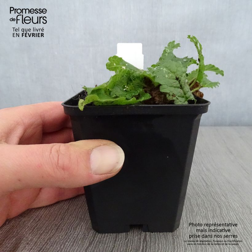 Stachys monieri Rosea Vasetto da 8/9 cm esemplare consegnato in inverno