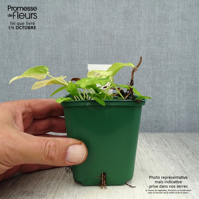 Esemplare di Stachys officinalis Alba - Betonica comune Vasetto da 8/9 cm come consegnato in autunno