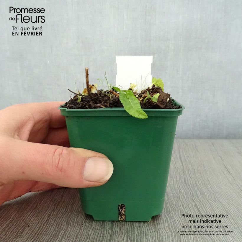 Stachys officinalis Alba - Betonica comune Vasetto da 8/9 cm esemplare consegnato in inverno