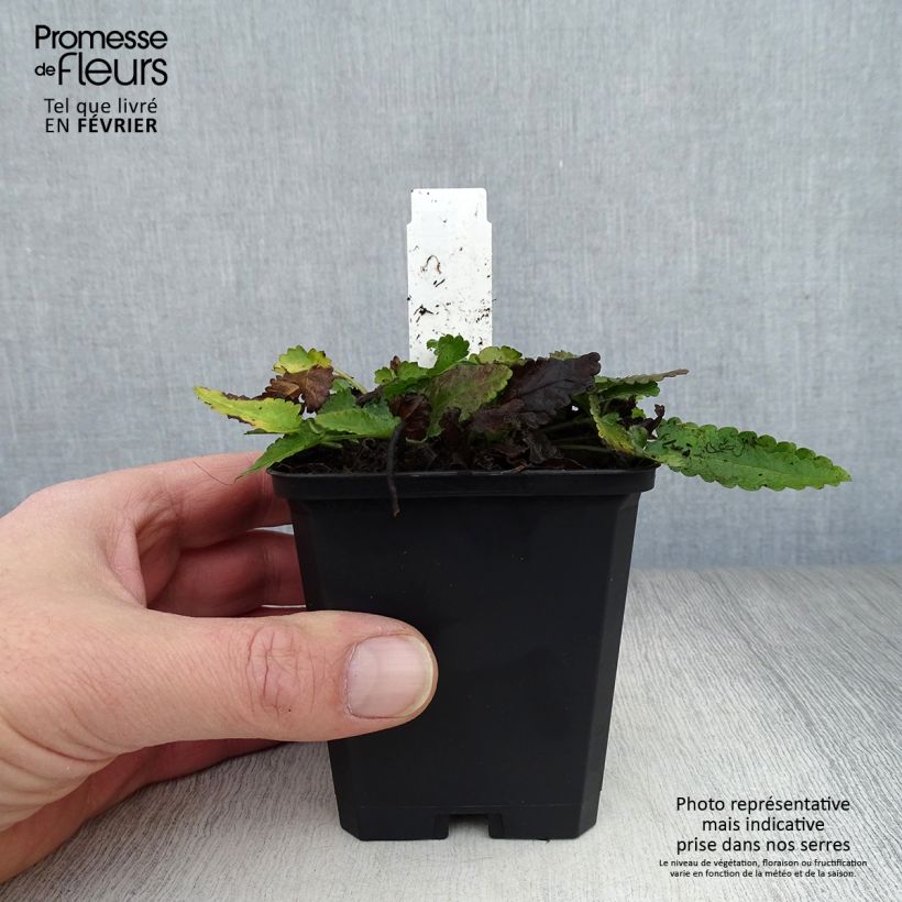 Stachys officinalis - Betonica comune Vasetto da 8/9 cm esemplare consegnato in inverno