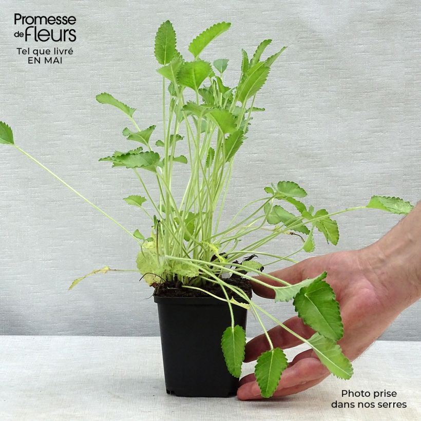 Stachys officinalis Pink Cotton Candy - Betonica comune Vasetto da 8/9 cm esemplare consegnato in primavera