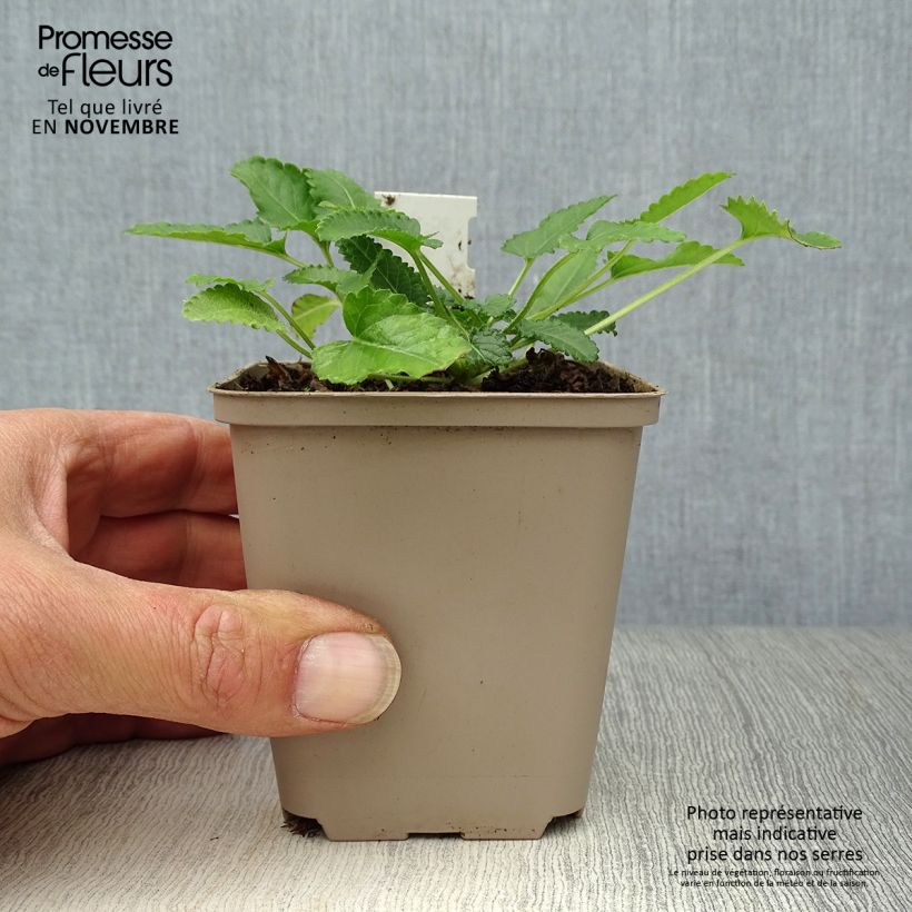 Esemplare di Stachys officinalis Pink Cotton Candy - Betonica comune Vasetto da 8/9 cm come consegnato in autunno