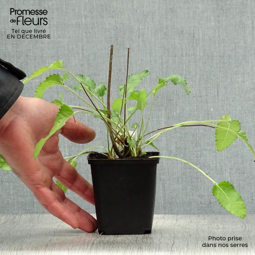 Stachys officinalis Pink Cotton Candy - Betonica comune Vasetto da 8/9 cm esemplare consegnato in inverno