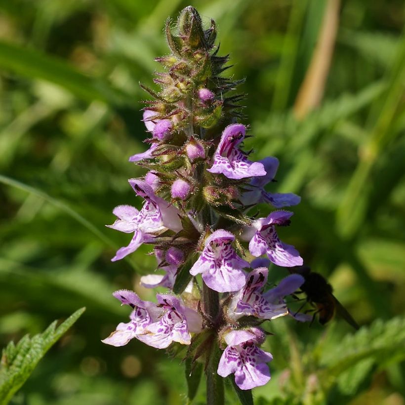 Stachys palustris - Stregona palustre (Fioritura)