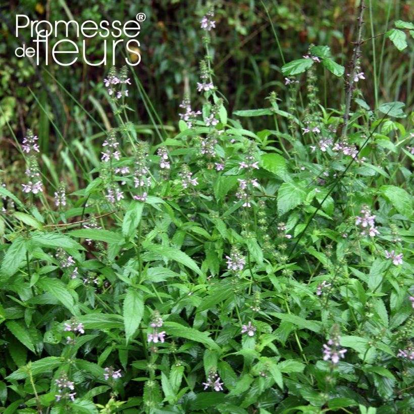 Stachys palustris - Stregona palustre (Porto)