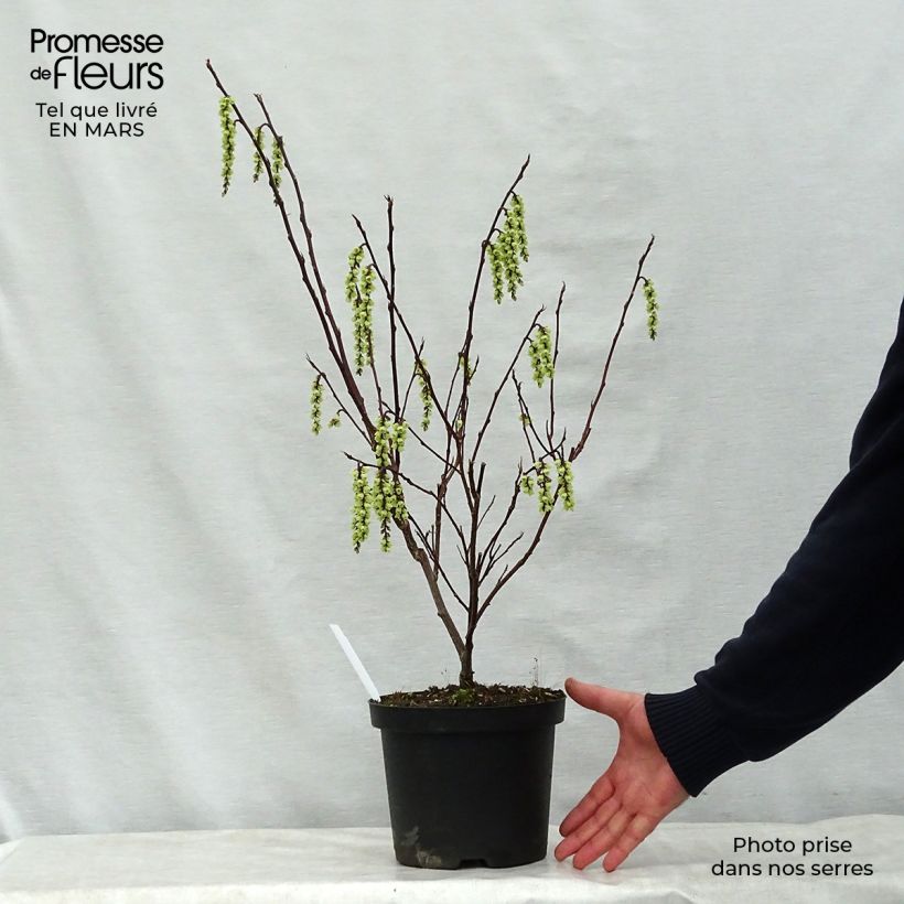 Stachyurus chinensis Celina Vaso da 3L/4L esemplare consegnato in primavera