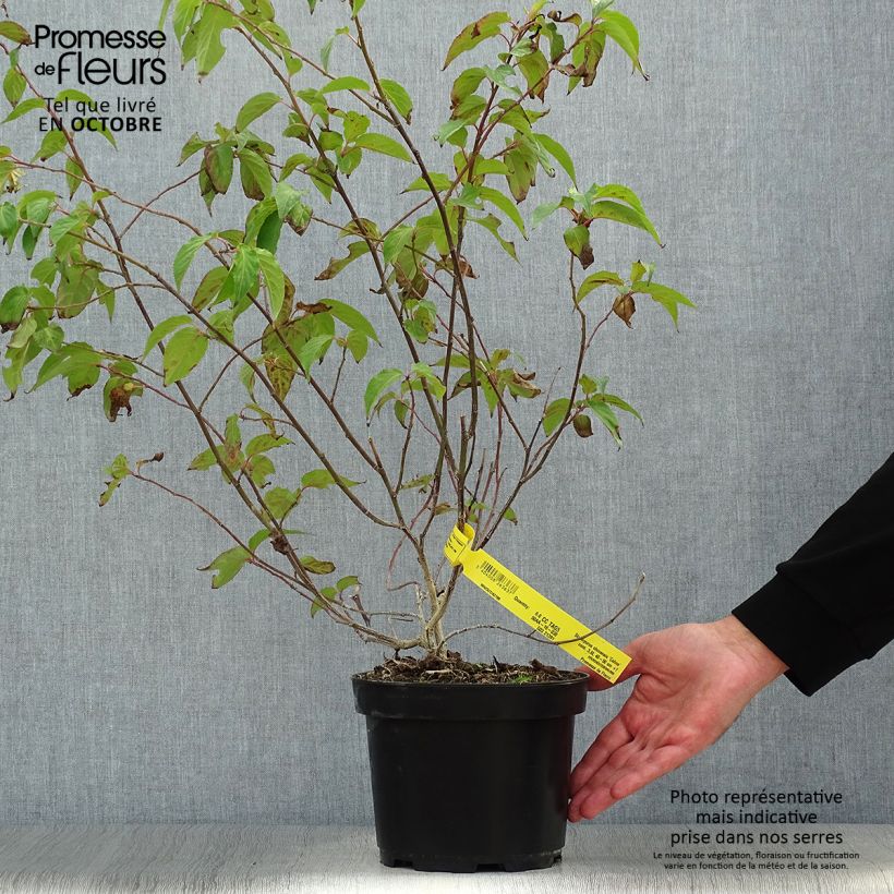 Esemplare di Stachyurus chinensis Celina Vaso da 3L/4L come consegnato in autunno