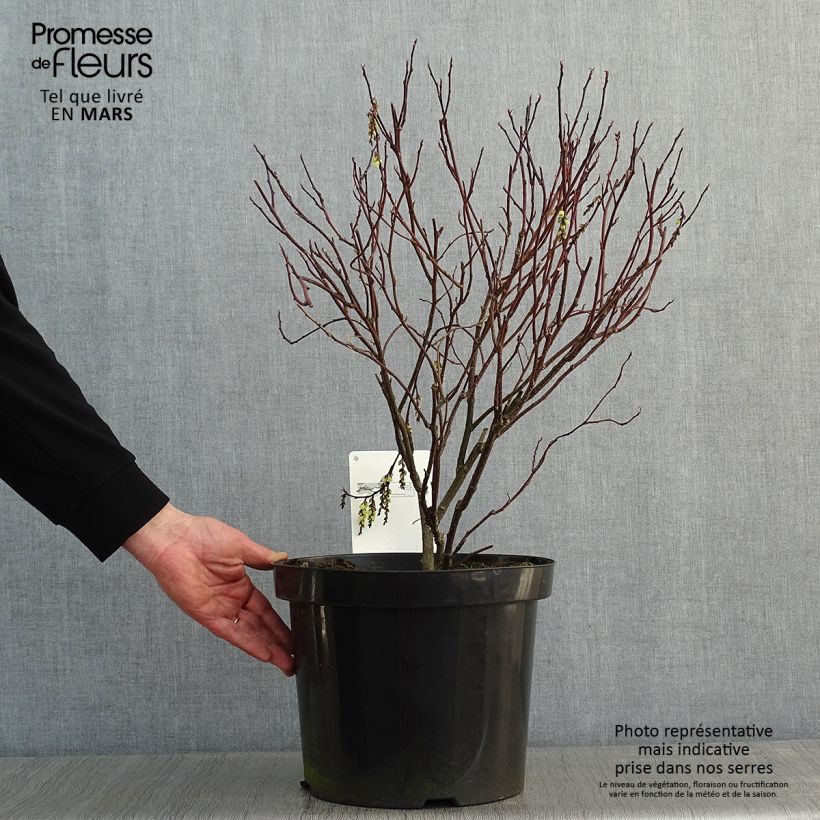 Stachyurus chinensis Celina Vaso da 7,5L/10L esemplare consegnato in inverno