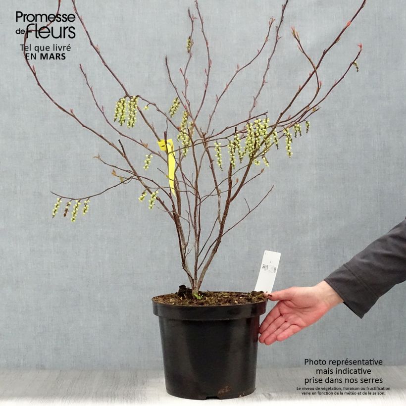 Stachyurus chinensis Celina Vaso da 7,5L/10L esemplare consegnato in primavera