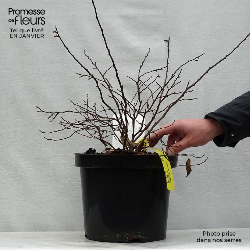 Stachyurus chinensis Joy Forever Vaso da 7,5L/10L esemplare consegnato in inverno
