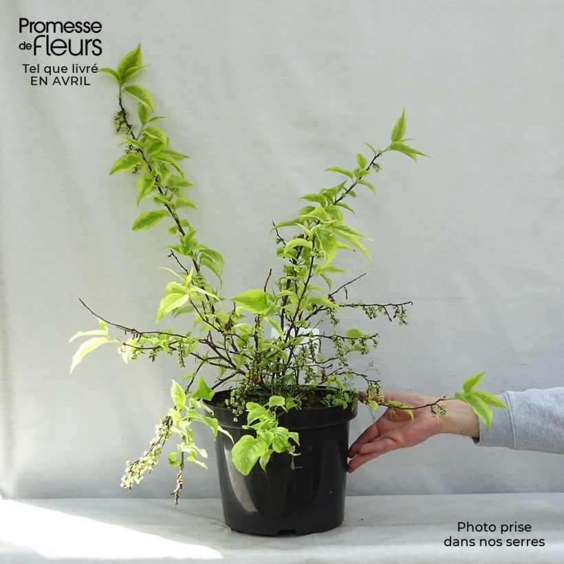 Stachyurus chinensis Joy Forever Vaso da 7,5L/10L esemplare consegnato in primavera