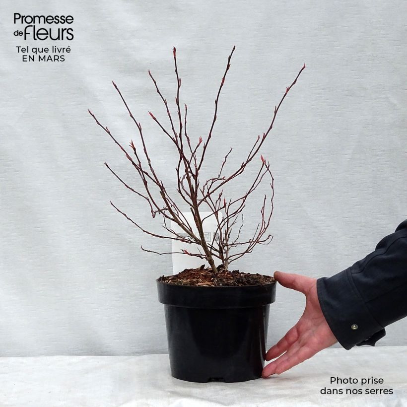 Stachyurus chinensis Joy Forever Vaso da 2L/3L esemplare consegnato in inverno