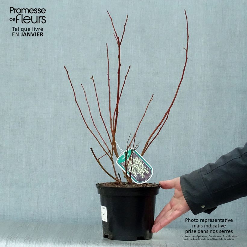 Stachyurus praecox Vaso da 2L/3L esemplare consegnato in inverno