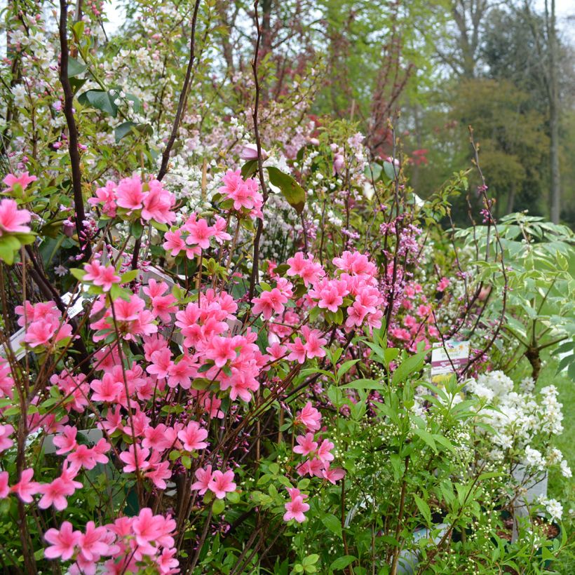 Azalea Sylvester (Porto)