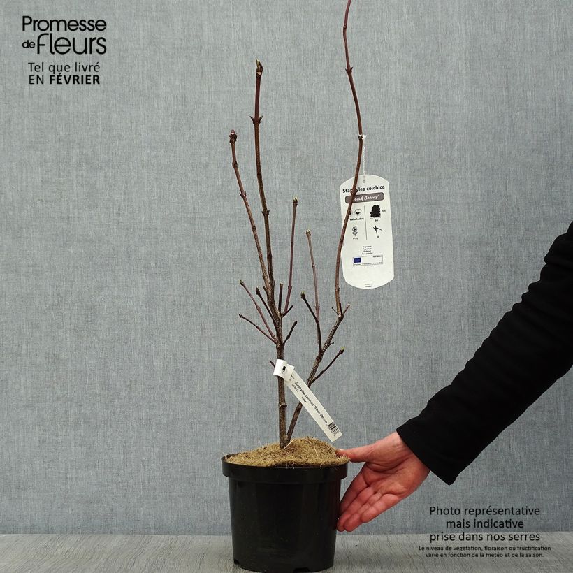 Staphylea colchica Black Beauty Vaso da 4L/5L esemplare consegnato in inverno