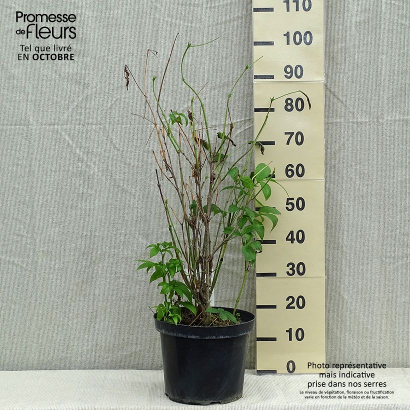 Esemplare di Staphylea colchica Vaso da 7,5L/10L come consegnato in autunno