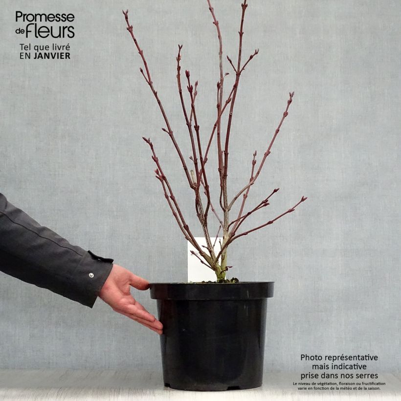 Staphylea colchica Vaso da 7,5L/10L esemplare consegnato in inverno