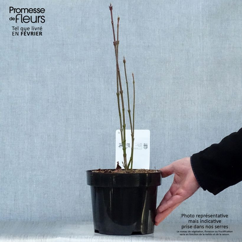 Staphylea colchica Vaso da 3L/4L esemplare consegnato in inverno