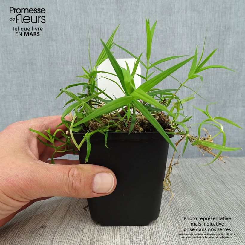 Stellaria holostea - Centocchio garofanina Vasetto da 8/9 cm esemplare consegnato in primavera