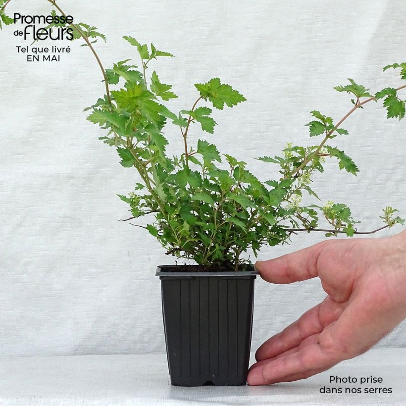 Stephanandra incisa Crispa Vasetto da 8/9 cm esemplare consegnato in primavera