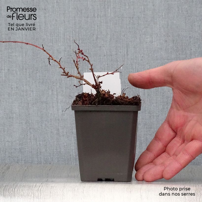 Stephanandra incisa Crispa Vasetto da 8/9 cm esemplare consegnato in inverno