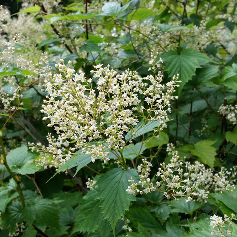 Stephanandra tanakae (Fioritura)