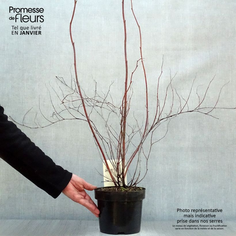 Stephanandra tanakae Vaso da 3L/4L esemplare consegnato in inverno