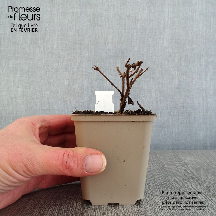 Stevia rebaudiana - Stevia Vasetto da 8/9 cm esemplare consegnato in inverno