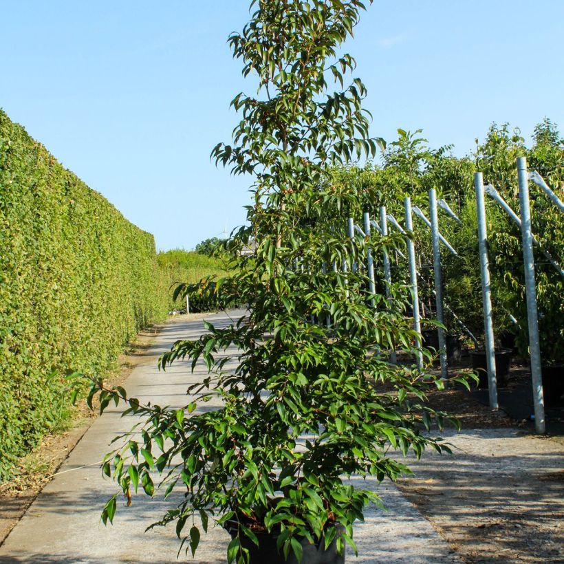 Stewartia pseudocamellia Vaso da 70L/75L esemplare consegnato in primavera