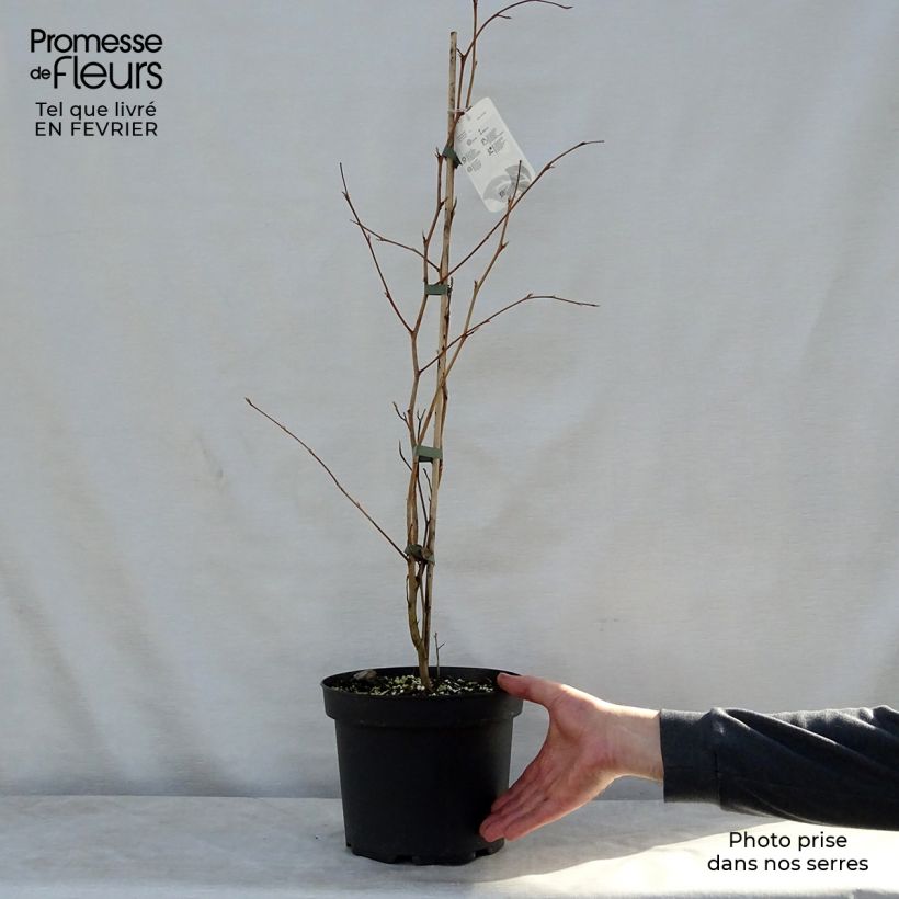 Stewartia pseudocamellia Vaso da 3L/4L esemplare consegnato in inverno