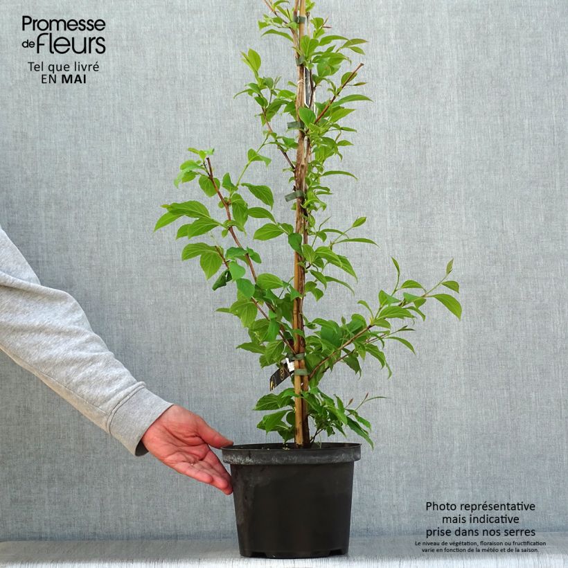 Stewartia pseudocamellia Vaso da 3L/4L esemplare consegnato in primavera